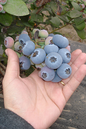 variety berry 1